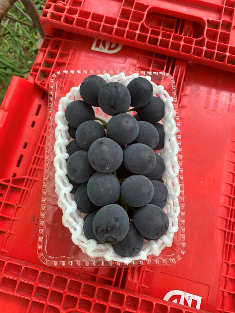 特選甲州市産種無し巨峰