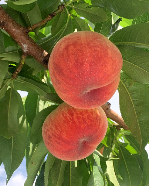 特選甲州市産「桃」