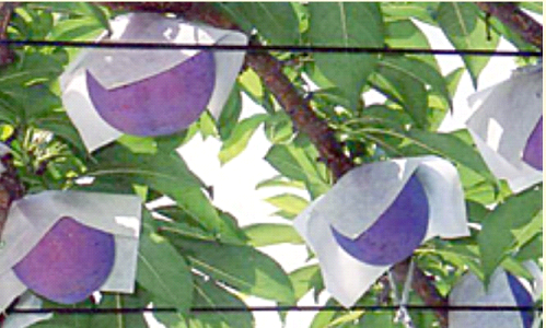 特選甲州市産貴陽