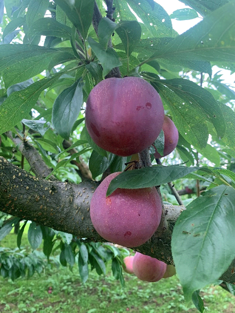 特選甲州市産サマーエンジェル