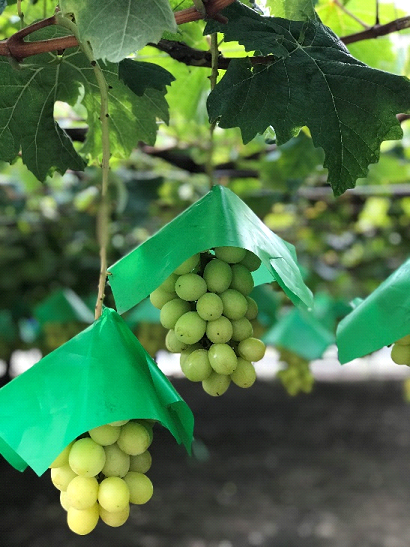 特選甲州市産シャインマスカット